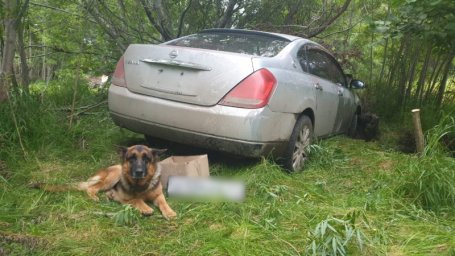 На Камчатке служебный пес помог полицейским разыскать угонщика автомобиля по горячим следам 0
