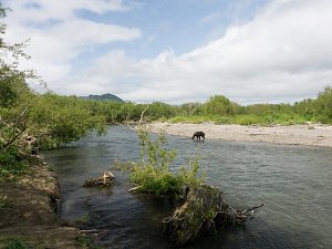 Инициатива &laquo;Озерновская нерка &mdash; для меня, для тебя, для нас&raquo; стартовала на Камчатке 0
