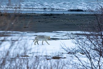Стаю из четырёх волков заметили на побережье Кроноцкого заповедника в Камчатском крае 0