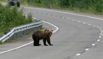 На Камчатке застрелили медведя, выходившего к людям