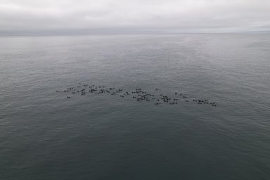 Квадрокоптеры для отслеживания морских млекопитающих и птиц приобрел заповедник на Камчатке 3