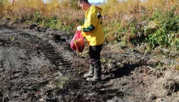 В Мильковском районе высадят 25 тысяч саженцев березы