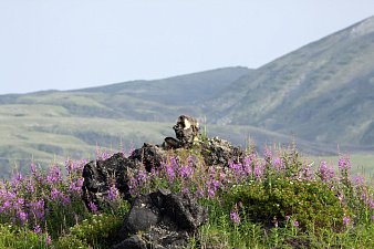 Подсчитали — прослезились: черношапочных сурков стало меньше на Камчатке 6
