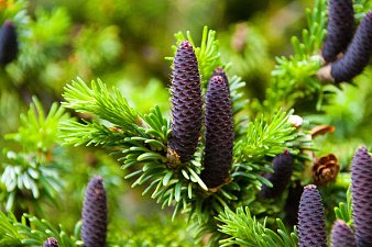 Сегодня исполняется 91 год Кроноцкому заповеднику на Камчатке 2 Сегодня исполняется 91 год Кроноцкому заповеднику на Камчатке 2