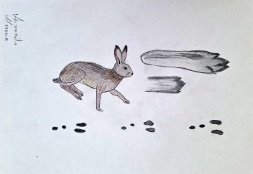 Уникальный определитель следов диких животных готовят юннаты на Камчатке 7