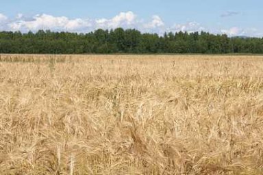 В Мильковском районе Камчатки появится собственное зернохранилище 3