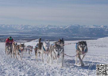Как собаки помогли человеку освоить суровые просторы Камчатского края 6