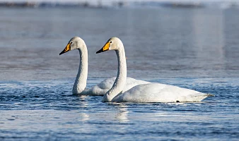 Всемирный день водно-болотных угодий отметили вчера в Камчатском крае