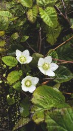 Такой красивый и такой ядовитый — уникальный белозор Камчатки 1