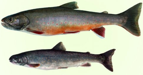 Самая простая и наглядная эволюционная модель в мире сработала в озере Ангре на Камчатке 0