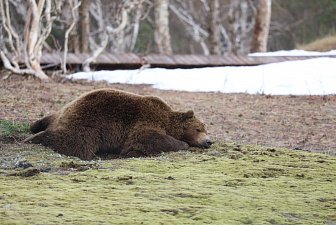 Месячник тишины стартует в Долине гейзеров на Камчатке 12