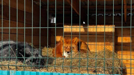 Поздравить главное животное наступающего года можно в конном центре &laquo;Лошади Камчатки&raquo; 2