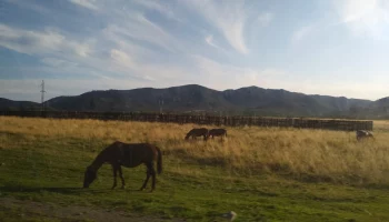 Ещё на одной ферме Камчатки заболела лошадь