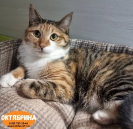 Острый дефицит свободных мест образовался в кошачьем приюте на Камчатке 7